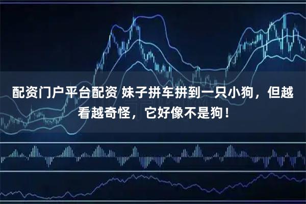 配资门户平台配资 妹子拼车拼到一只小狗，但越看越奇怪，它好像不是狗！